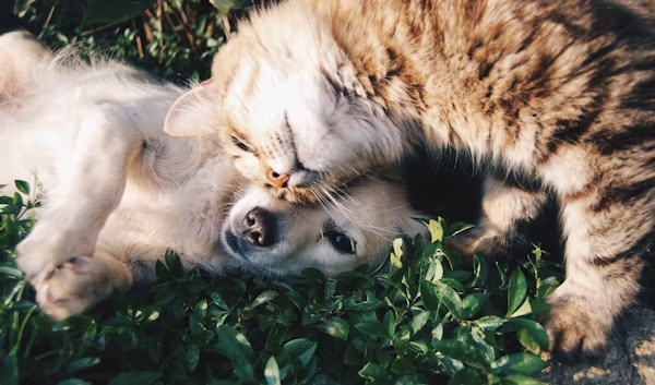 A dog and cat lying on the ground